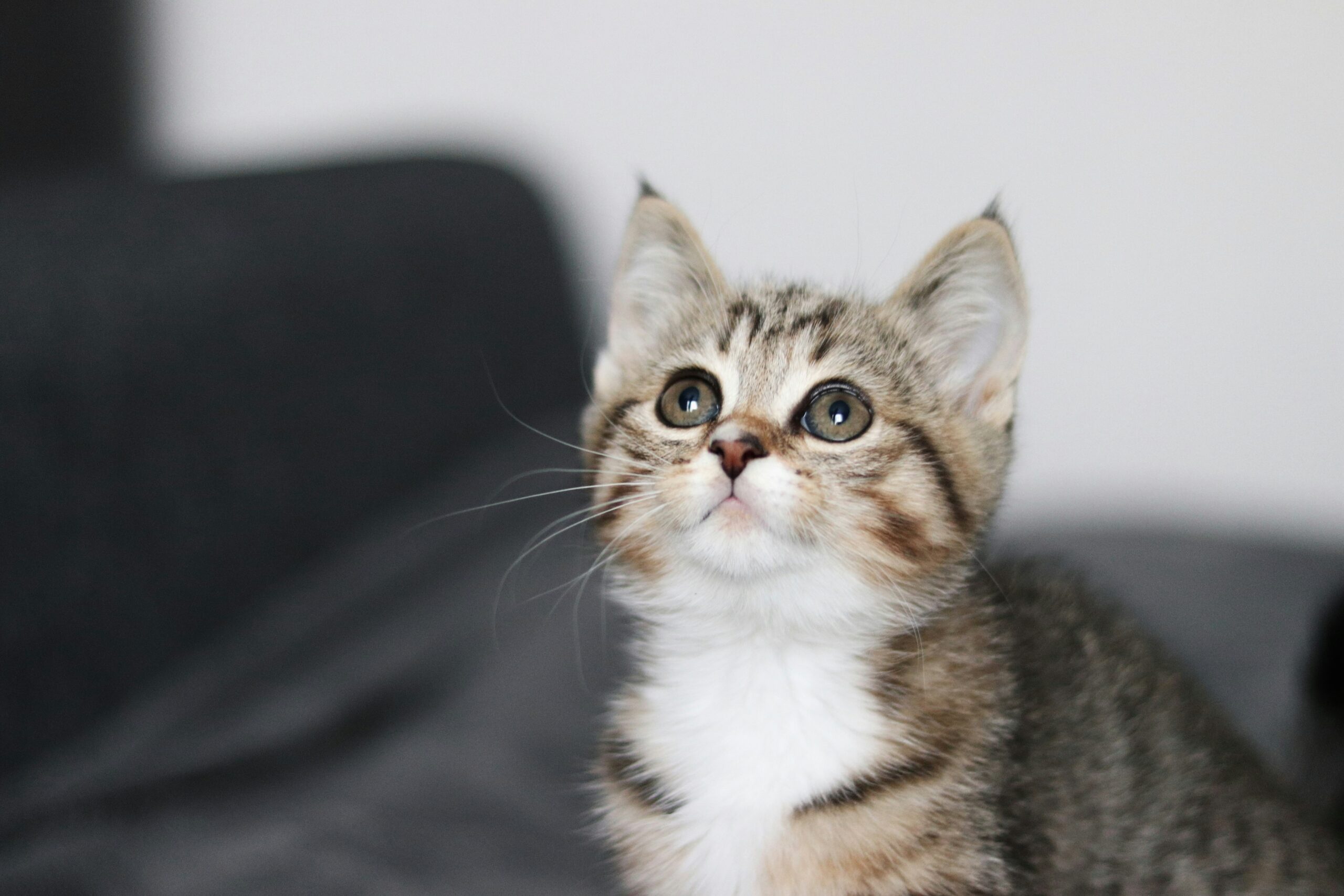 A cute cat White-fluffy-puppy