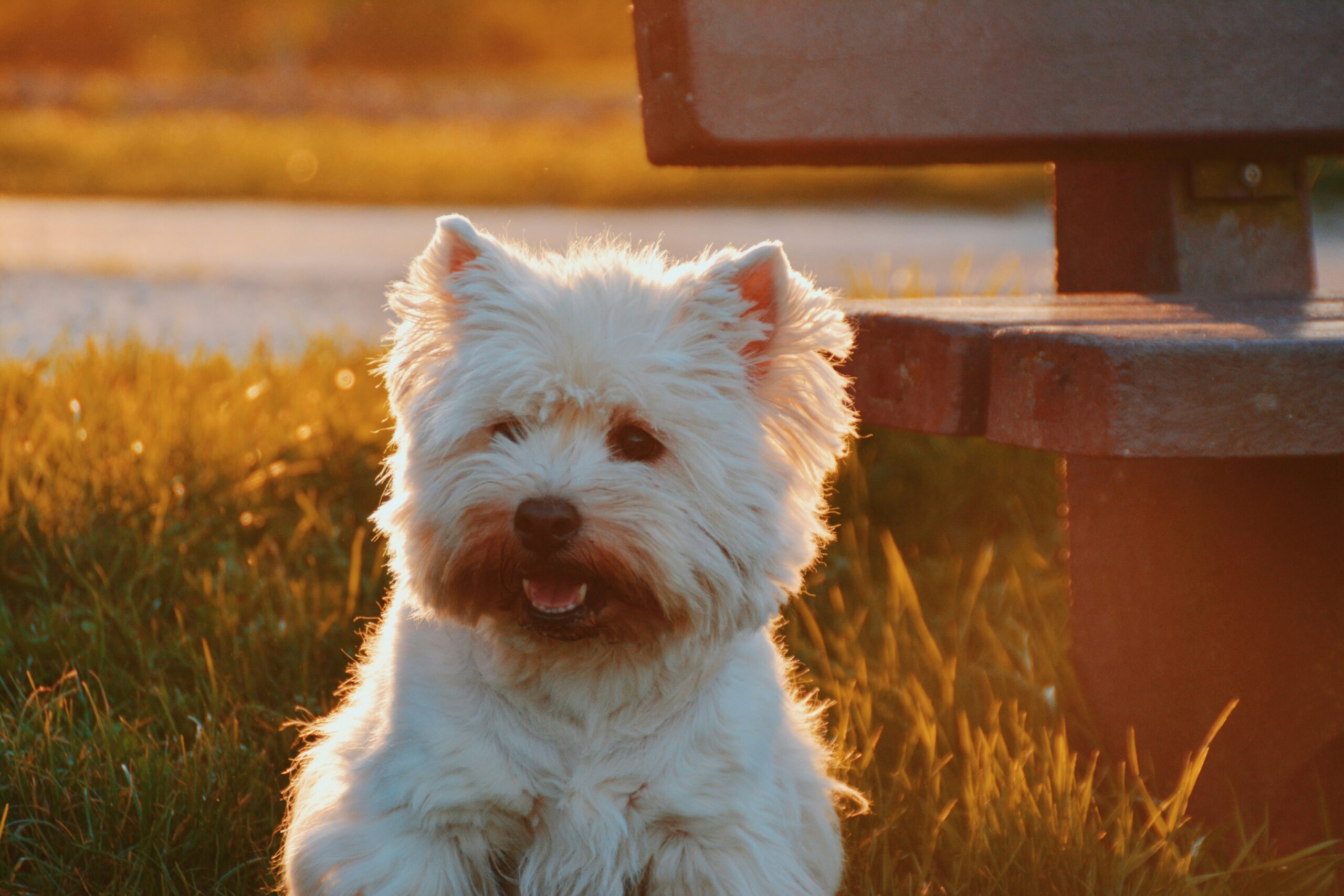 A white dog over grass A white dog over grass