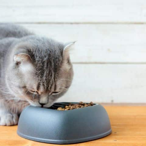 cat-eating