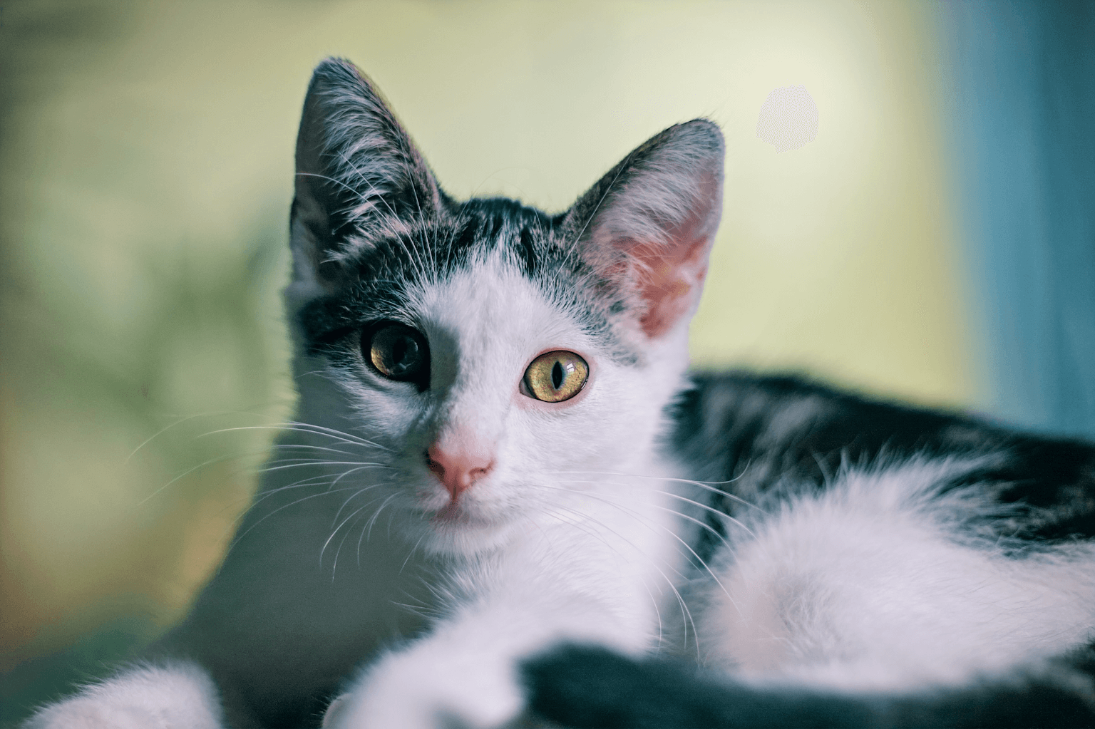 Low cost Spay & Neuter Services
